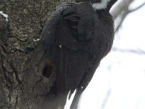 woodpecker mount royal