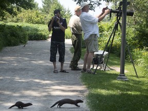 MONTREAL, QUE: WEDNESDAY JUNE 20, 2012. --   A mother mink and its baby scurry across a path at the Lachine rapids park in Montreal's Lasalle district as at least one photographer is ready to take their picture Wednesday, June 20, 2012. (Peter McCabe / THE GAZETTE )