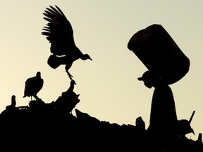 In this May 29, 2012 photo, a man carries a bin of recyclable materials as vultures fly nearby at Jardim Gramacho, one of the world's largest open-air landfills, in Rio de Janeiro, Brazil. Jardim Gramacho, a vast, seaside mountain of trash where thousands of people made a living sorting through the debris by hand, is closing after three decades in service. (AP Photo/Victor R. Caivano)