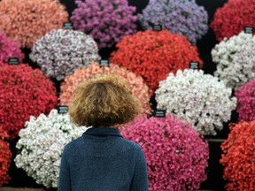 LONDON, ENGLAND - JULY 02:  A visitor looks at a display in the Floral Marquee at The Hampton Court Palace Flower Show on July 2, 2012 in London, England. The 23rd Hampton Court Palace Flower Show, which is the biggest gardening show in the United Kingdom, opens to the public tomorrow and runs until July 8, 2012.  (Photo by Peter Macdiarmid/Getty Images)