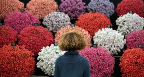 LONDON, ENGLAND - JULY 02:  A visitor looks at a display in the Floral Marquee at The Hampton Court Palace Flower Show on July 2, 2012 in London, England. The 23rd Hampton Court Palace Flower Show, which is the biggest gardening show in the United Kingdom, opens to the public tomorrow and runs until July 8, 2012.  (Photo by Peter Macdiarmid/Getty Images)