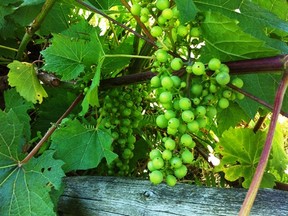 Not-yet-ready green grapes mature in the sun (photo by Jennifer Nachshen)