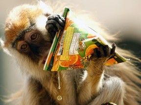 A monkey drinks from a carton of juice, given to him by a shop owner, due to the hot weather in the southern Lebanese city of Sidon on July 3, 2012. AFP PHOTO / MAHMOUD ZAYYAT/AFP/GettyImages