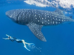 In a handout photo taken on July 8, 2012 and released on July 9 by WildAid, US Actress Maggie Q swims with an endangered whale shark off Cancun, Mexico. As an ambassador for international conservation group WildAid, Maggie Q is in Cancun this week to publicize the plight of sharks threatened by demand for shark fin soup in the same week that China announced a ban on shark fin from all official banquets. AFP PHOTO / Paul Hilton/ WildAid