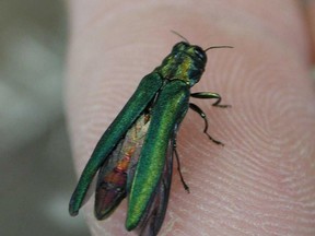 ash borer beetle.jpg