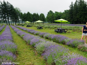 Visitors pose for photos amid the lavender. Photo: Carrie MacPherson