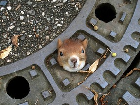 This handout photo made available by German police shows a squirrel stuck in a manhole cover in a street in Isernhagen, northern Germany on August 5, 2012. The squirrel was finally rescued and set free by the police after several attempts earlier using olive oil failed. AFP PHOTO / POLICE