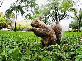 Squirrel.jpg.jpg