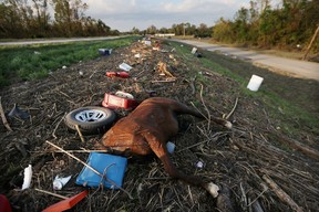 BRAITHWAITE, LA - SEPTEMBER 03:  A dead horse and other debris from Hurricane Isaac flooding are washed up onto a levee in Plaquemines Parish on September 3, 2012 in Braithwaite, Louisiana. Damage totals from the hurricane could top $2 billion and more than 125,000 customers are still without power six days after the storm made landfall.   (Photo by Mario Tama/Getty Images)