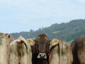 The rear end of cows is pictured while one cow looks ahead to the valley after the cattle down during the so-called Viehscheid drive on September 11, 2012 near the village of Bad Hindelang, Germain Alps. During the traditional "Almabtrieb" event, cow herds are brought from alpine pastures, where they stay during the summer, to their stables in the valley. CHRISTOF STACHE/AFP/GettyImages