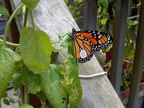 monarch butterfly