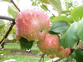 Apple season has started earlier, and will end earlier in Quebec, but farmers here are happy the province managed to escape the worst of weather extremes.