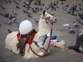 A llama with a white balloon is seen at Bolivar Square in Bogota during an event called "Bogota wears white for peace" in support of the peace talks between the Government and the leftist FARC guerrilla, on October 26, 2012. The peace talks was launched on October 18 in Norway aimed at ending nearly five decades of a conflict that has claimed hundreds of thousands of lives.  EITAN ABRAMOVICH/AFP/Getty Images