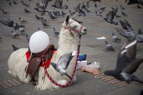 A llama with a white balloon is seen at Bolivar Square in Bogota during an event called "Bogota wears white for peace" in support of the peace talks between the Government and the leftist FARC guerrilla, on October 26, 2012. The peace talks was launched on October 18 in Norway aimed at ending nearly five decades of a conflict that has claimed hundreds of thousands of lives.  EITAN ABRAMOVICH/AFP/Getty Images