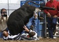 LaDerrick Davis, on the left, and Daniel Faye flip their steer during the Angola Bulldogging event at the Angola Prison Rodeo at the Louisiana State Penitentiary in Angola, La. on Sunday, Oct. 7, 2012. The rodeo, started in 1965 as a form of entertainment for the prisoners and guards, was opened to the public in 1967. (AP Photo/The Enterprise-Journal, Philip Hall)