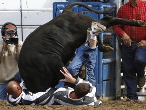 LaDerrick Davis, on the left, and Daniel Faye flip their steer during the Angola Bulldogging event at the Angola Prison Rodeo at the Louisiana State Penitentiary in Angola, La. on Sunday, Oct. 7, 2012. The rodeo, started in 1965 as a form of entertainment for the prisoners and guards, was opened to the public in 1967. (AP Photo/The Enterprise-Journal, Philip Hall)