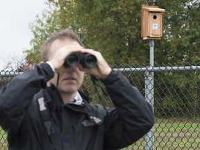 MONTREAL, QUE: October,  6, 2012 - Ste. Anne Councillor Ryan Young looks around for birds near one of the many nesting boxes that have been installed in Ste. Anne for eastern blue birds. Saturday, October 6, 2012,  (Peter McCabe / THE GAZETTE)
