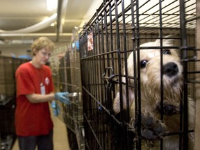 A volunteer depicted in this 2008 photo helps out after the SPCA and Humane Society International busted a puppy mill.  The city of Montreal announced this week it will spend $23 million to create its own animal control centre by 2014. (Natasha Fillion/THE GAZETTE)