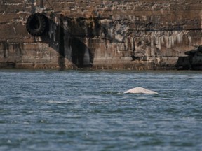 beluga