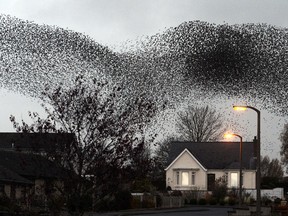 A murmuration of starlings put on an a display over the town of Gretna, Scotland Sunday Nov. 11, 2012. The starlings visit the area twice a year in the months of February and November.  (AP Photo/Owen Humphreys/PA Wire)