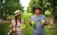 In a scene from The Fruit Hunters: Noris Ledesma , Richard Campbell and mangoes at the University  of Florida, Tropical Research and Educational Centre. Did you know that there are 600 varieties of mango? Photo: EyeSteel Film