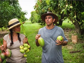 In a scene from The Fruit Hunters: Noris Ledesma , Richard Campbell and mangoes at the University  of Florida, Tropical Research and Educational Centre. Did you know that there are 600 varieties of mango? Photo: EyeSteel Film