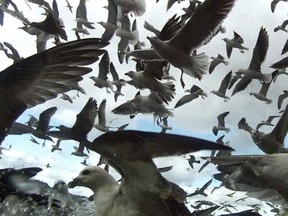 "Mine!" "Mine!" The fishing boat in the documentary film Leviathan is surrounded by hungry seagulls.