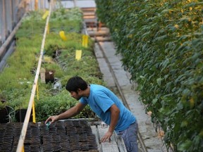 lufa greenhouse inside