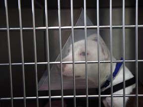 Pit bull puppy K.C. wears an E brace, so as to not reopen wounds from a car accident, at the Animal Medical Center on December 12, 2012 in New York City. The non-profit Animal Medical Center, established in 1910, has 80 veterinarians in 17 specialty services that treat up to 40,000 animal visits annually. Clients bring in their pets from around the country and world to the teaching hospital on Manhattan's Upper East Side for specialized high tech treatment. The American Pet Products Association estimates that Americans would spend more than $50 billion on their pets in 2012, $14 billion of that in veterinary care alone.  (Photo by John Moore/Getty Images)