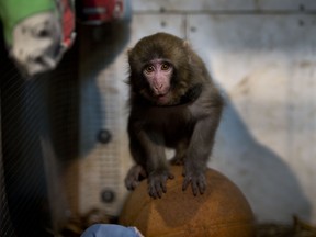 A face only a mother could love? Darwin, the rhesus macaque found at an Ikea in Toronto, plays on a ball in an enclosure at the Story Book Farm Primate Sanctuary in Sunderland. His former owner says she's like a "mother" to Darwin and is prepared to take legal action to get him back.  (Darren Calabrese/National Post)  [With Sarah Del Giallo, Nationa]  //NATIONAL POST STAFF PHOTO ORG