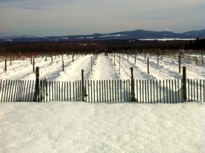 Domaine Les Brome (photo by Ashley Joseph)