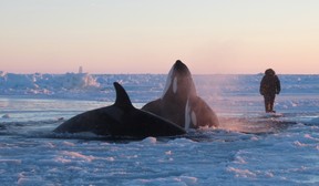 A killer whale surfaces through a small hole in the ice near Inukjuak, in Northern Quebec, on Tuesday Jan. 8, 2013. A leader in a northern Quebec village says about a dozen killer whales that were trapped under sea ice appear to have reached safety as the floes shifted on Hudson Bay. THE CANADIAN PRESS/HO, Marina Lacasse