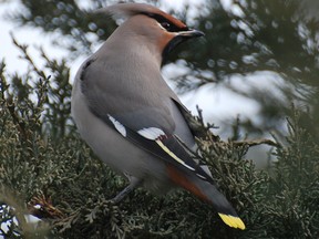 Bohemian waxwing-2- Feb 14-2013