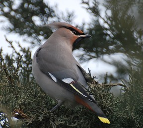 Bohemian waxwing-2- Feb 14-2013