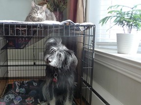 Cat on a Dog Cage Roof