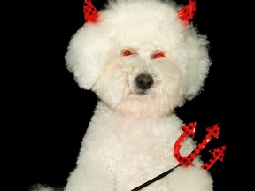 Wizard, a Bichon Frise lived up to his sneaky devil personality by finding chocolate bars hidden in purses..