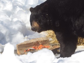 Marge has a snack in her pen.