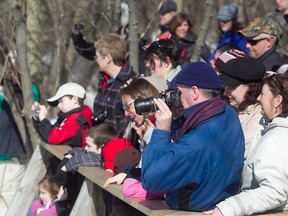 Onlookers watch and take pictures as the bears make an appearance.