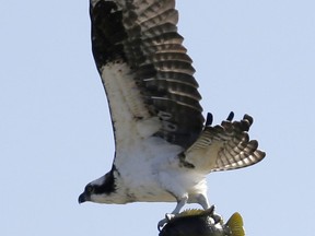 An osprey carries off a fish near the seventh fairway as golfers played the first round of the Cadillac Championship golf tournament, Thursday, March 7, 2013 in Doral, Fla. (AP Photo/Wilfredo Lee)