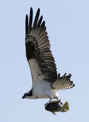 An osprey carries off a fish near the seventh fairway as golfers played the first round of the Cadillac Championship golf tournament, Thursday, March 7, 2013 in Doral, Fla. (AP Photo/Wilfredo Lee)