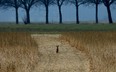 A hare rests in a field in Duisburg, western Germany, Thursday March 28, 2013. Kids in Germany are made believe that hares traditionally deliver the Easter eggs. (AP / Frank Augstein)