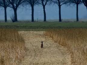 A hare rests in a field in Duisburg, western Germany, Thursday March 28, 2013. Kids in Germany are made believe that hares traditionally deliver the Easter eggs. (AP / Frank Augstein)