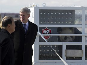 Prime Minister Stephen Harper chats with Chinese Ambassador Zhang Junsai at Pearson Airport in Toronto on Monday as he welcomes Da Mao, one of two Giant Pandas on loan to Canada from China. Canadian  Zoo officials hope the pandas will breed  during their 10-year stay in Canada. THE CANADIAN PRESS/Frank Gunn