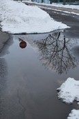 Reflections in the puddle