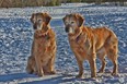 Sister's, Annie & Meg out for their daily walk