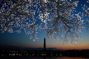 Cherry blossoms bloom on the edge of the Tidal Basin after a colder than normal March and chilly April delayed the beginning of the cherry blossom season in the nation's capital April 8, 2013 in Washington, DC. Peak bloom was originally predicted between March 26 and March 30th, with the revised prediction moving to April 6-10.