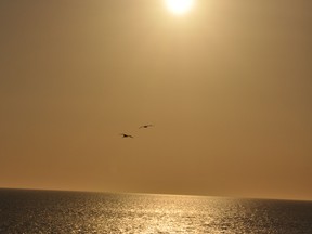 Pelicans Flying Off into the Sunset
