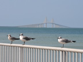 Seagulls Suntanning in Florida