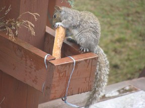 Hungry squirrel.
