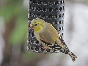 Goldfinch